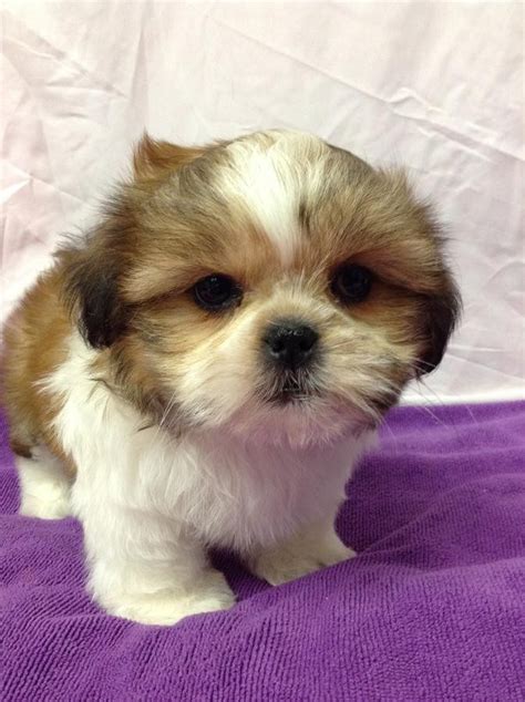</strong> Contact us today to learn more about our puppies and their care. . Puppies for sale houston